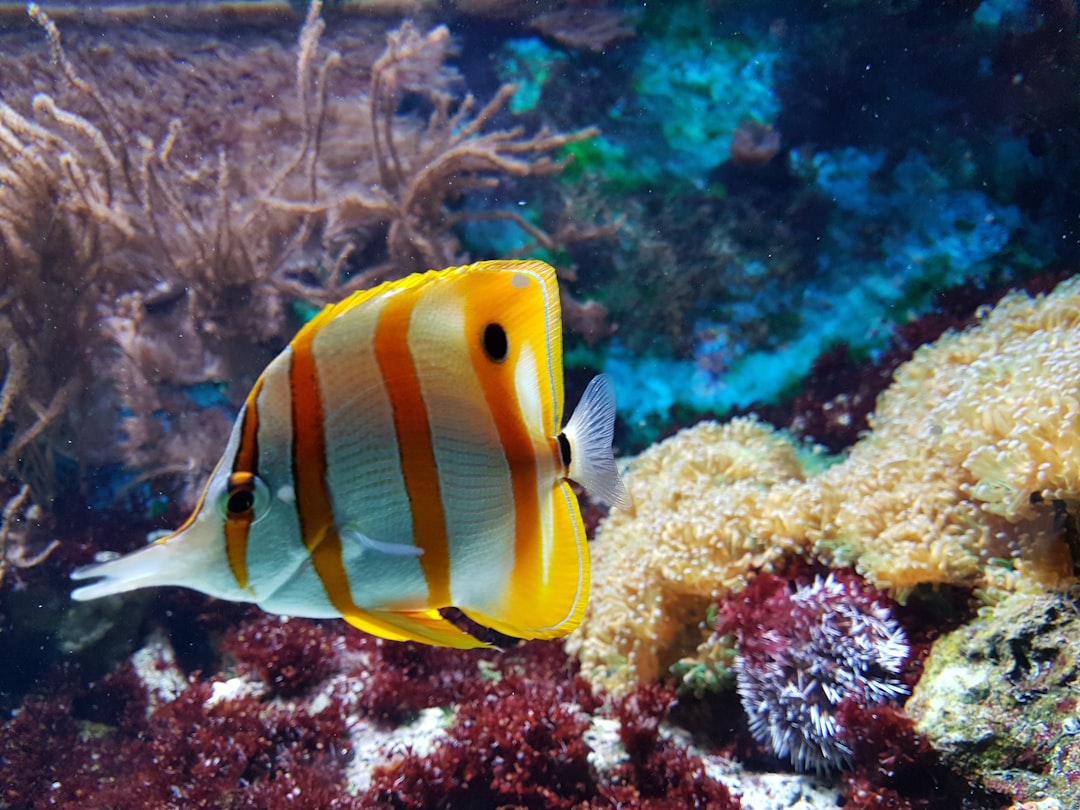 Keeping Your Saltwater Tank Healthy: Maintenance Tips