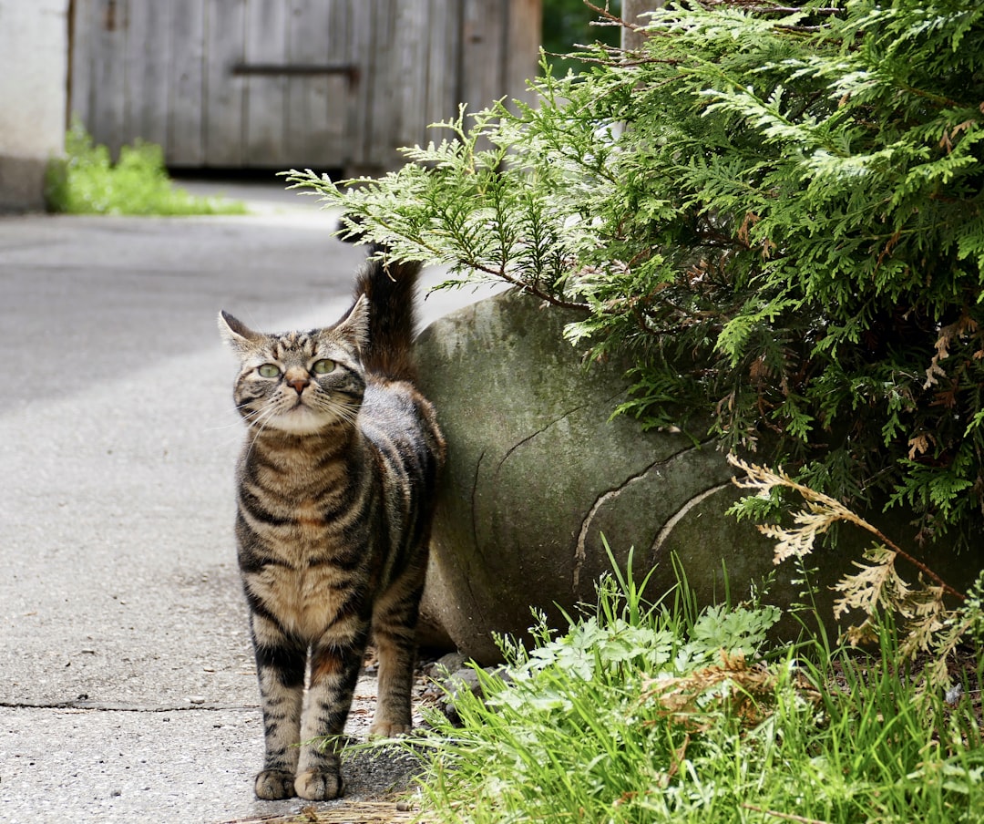 Effective Natural Flea Treatments for Cats